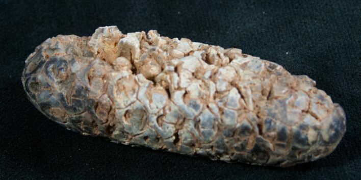 Agatized Fossil Pine (Seed) Cone From Morocco #8104